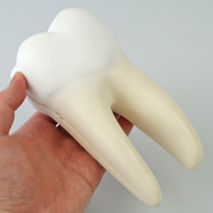 下顎大臼歯の形状を観察できます