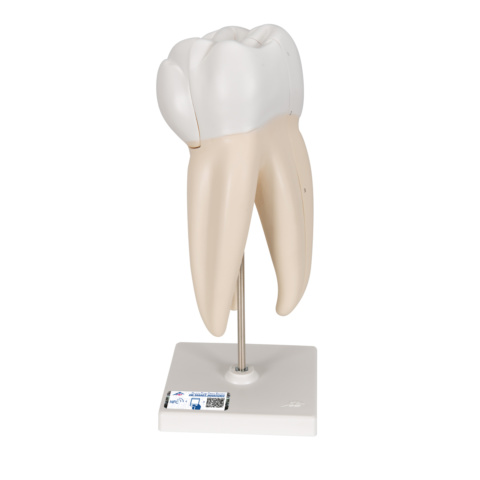 上顎大臼歯（3根）モデル，縦断3分解