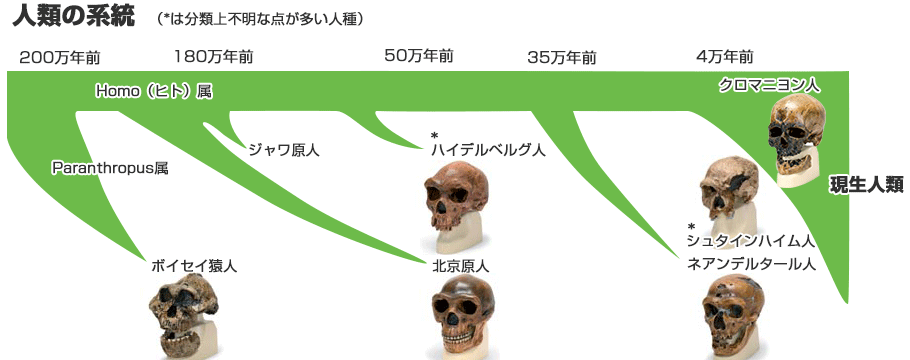 人類の系統と年代