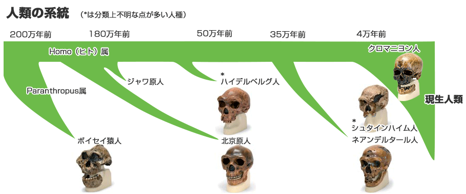 北京原人 シナントロプス の頭骨モデル 日本スリービー サイエンティフィック