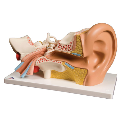 平衡聴覚器，3倍大・4分解モデル，標準型