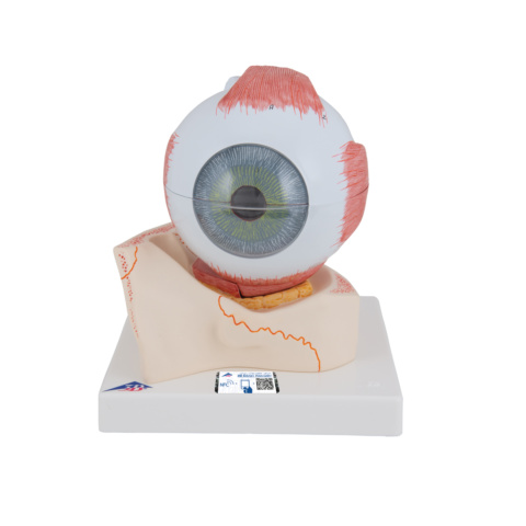 視覚器（眼球），5倍大・7分解ジャイアントモデル，眼窩床付