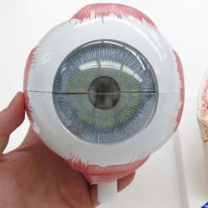 眼球線維膜：正面