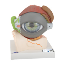 視覚器（眼球），5倍大・8分解ジャイアントモデル，眼窩床・眼瞼・涙器付