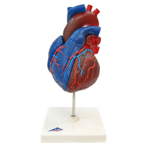 心臓，実物大5分解モデル，動・静脈血区分