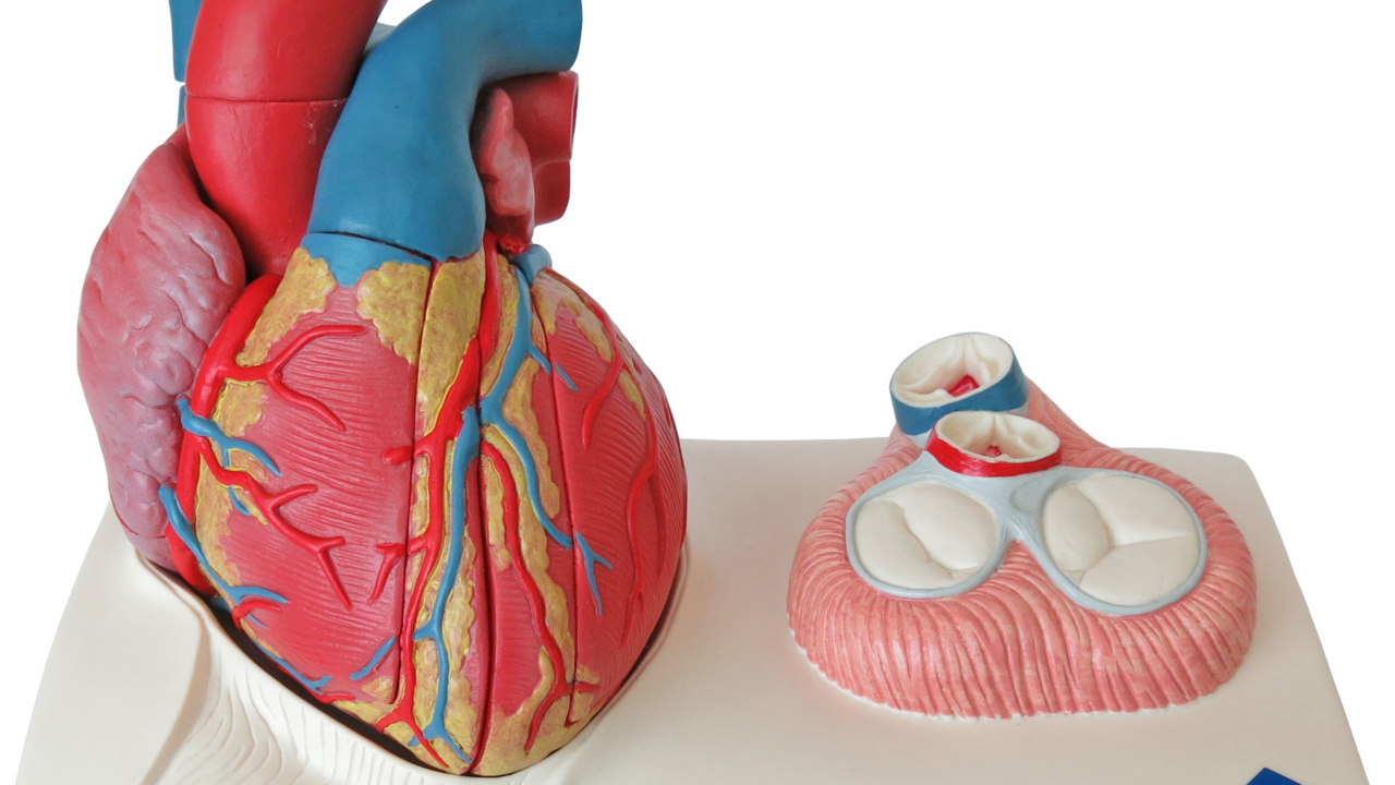 心臓模型　実物大【スタンド付き】弁 右心房 左心房 右心室 左心室 人体模型