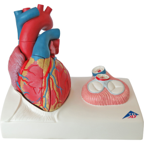心臓，実物大5分解モデル，心臓弁レリーフ付
