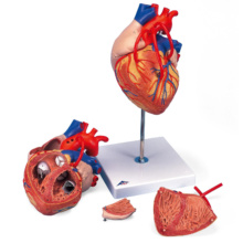 心臓，バイパス付，2倍大・4分解モデル