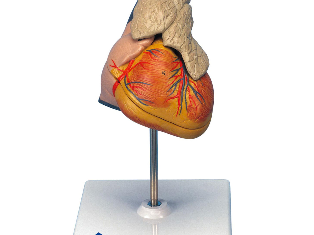 心臓，胸腺付・3分解モデル | 日本スリービー・サイエンティフィック