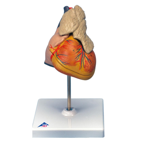 心臓，胸腺付・3分解モデル