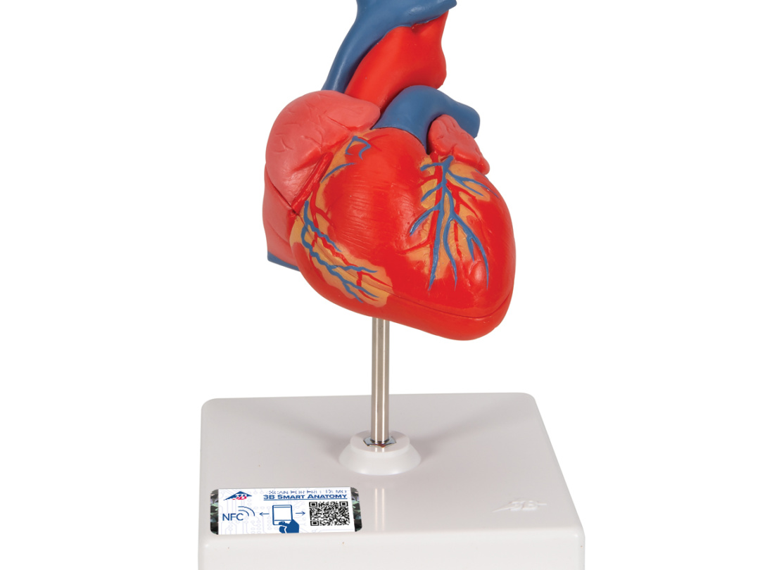 心臓，2分解モデル - 3B Smart Anatomy