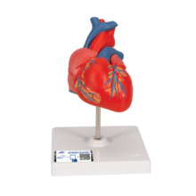 心臓，2分解モデル