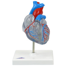 心臓，透明型・2分解モデル，刺激伝導系付