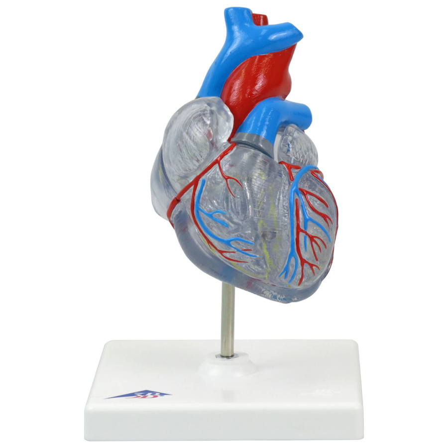 心臓冠動脈模型 - その他