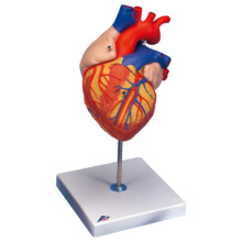 心臓，2倍大・4分解・ジャイアントモデル