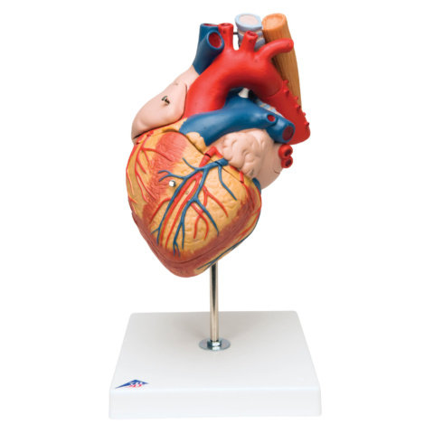 心臓，2倍大・5分解モデル，食道・気管・大動脈付