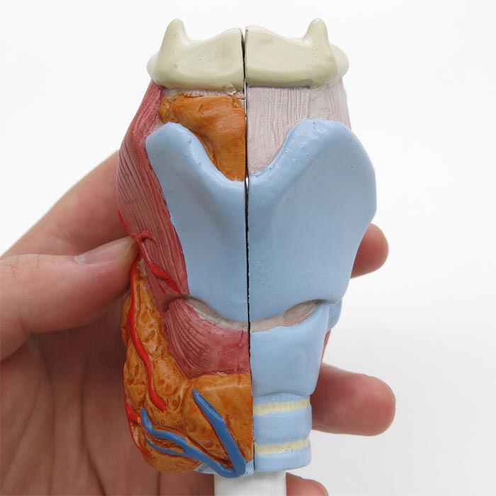 ショッピング 3B社 人体模型 喉頭模型 喉頭2分解モデル実物大 (g22) 鍼灸 模型