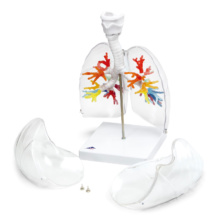 気管支樹CTモデル，肺・喉頭部付