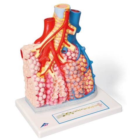 肺胞と肺小葉モデル