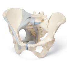 骨盤模型 生殖器模型 骨盤と内臓器 人体模型 3b Scientific
