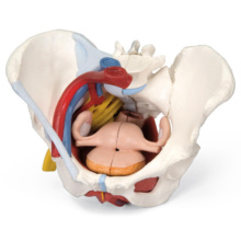 骨盤模型・生殖器模型：骨盤と内臓器｜人体模型｜3B Scientific