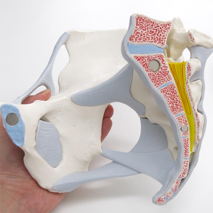 女性骨盤，内臓・骨盤底筋付，4分解モデル | 日本スリービー・サイエンティフィック