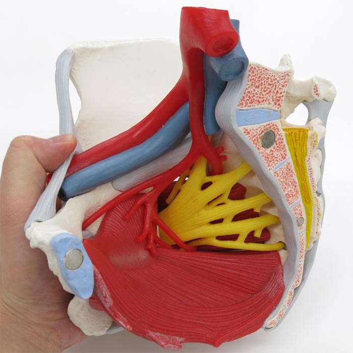 女性骨盤 内臓 骨盤底筋付 6分解モデル 日本スリービー サイエンティフィック
