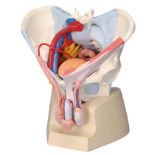 男性骨盤，内臓・骨盤底筋付，7分解モデル