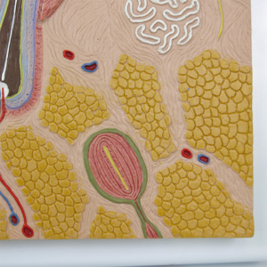 皮下組織：脂肪細胞やパチニ小体など