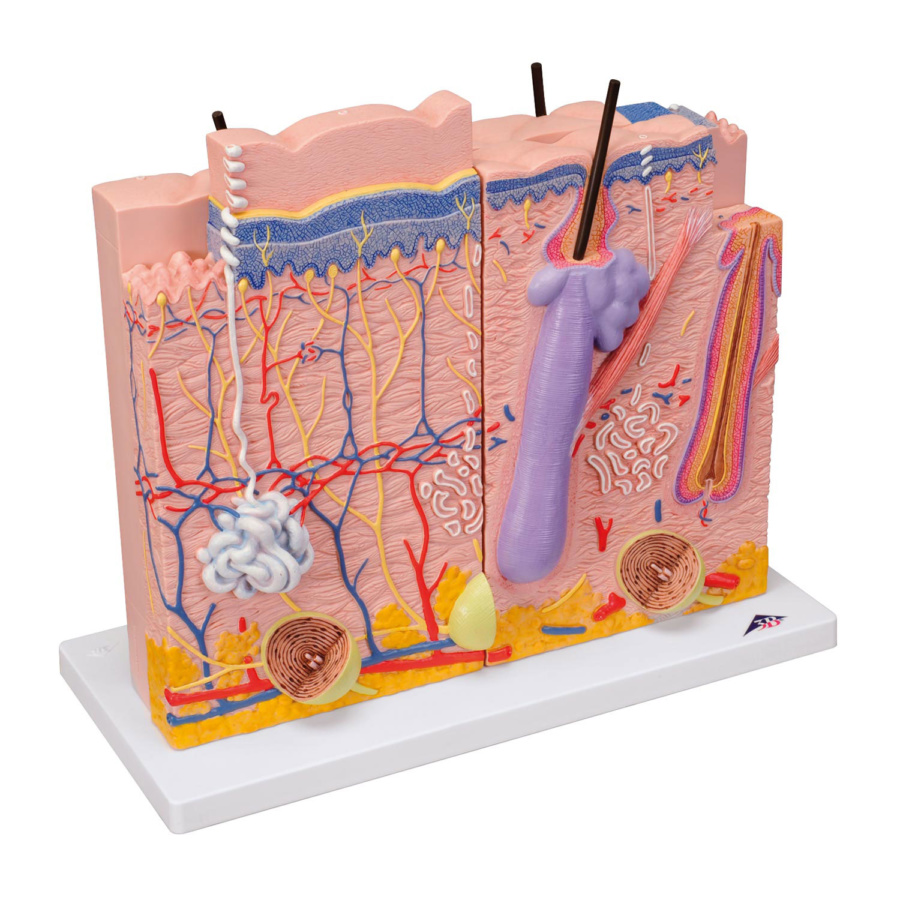 皮膚，80倍大，3分解モデル | 日本スリービー・サイエンティフィック