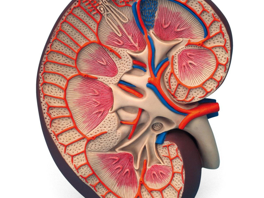 腎臓，3倍大ベーシックモデル　日本スリービー・サイエンティフィック