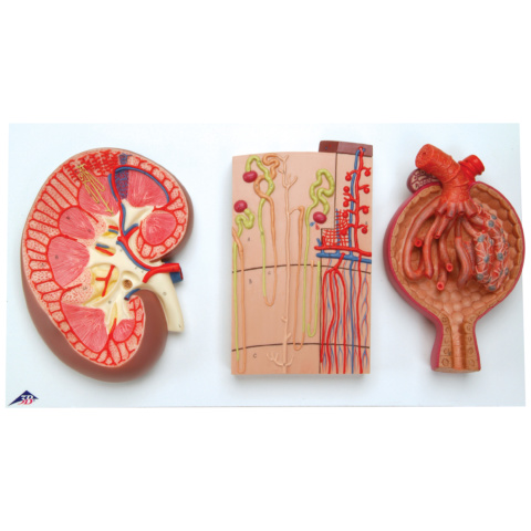 腎臓／ネフロンと血管／腎小体セット