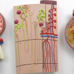 120倍大のネフロンと血管：正面