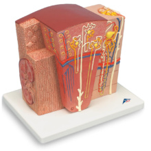 腎臓の組織構造モデル