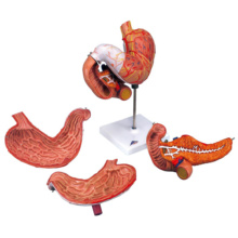 胃，3分解モデル，十二指腸・膵臓付