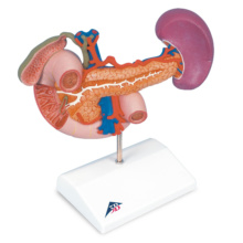 膵臓と周辺器官モデル