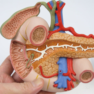 胆嚢や十二指腸，膵臓などの内部を観察