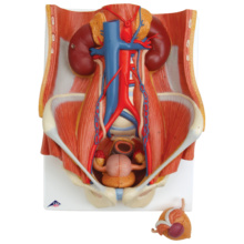 泌尿器系，両性型・6分解モデル