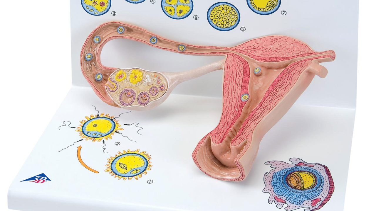 卵成熟と胚の発達モデル 日本スリービー サイエンティフィック