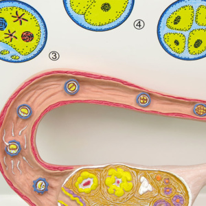 卵管：受精や卵割など