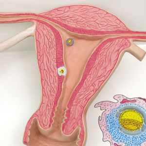 子宮：子宮壁に着床した状態など