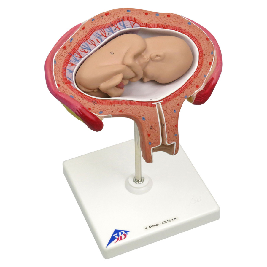 人間モデル 人体模型 解剖学的モデル 9ヶ月胎児発育過程モデル 医療