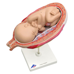 妊娠7ヶ月の子宮モデル