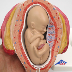 胎児と子宮