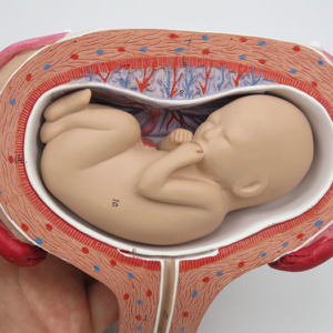 胎児と子宮