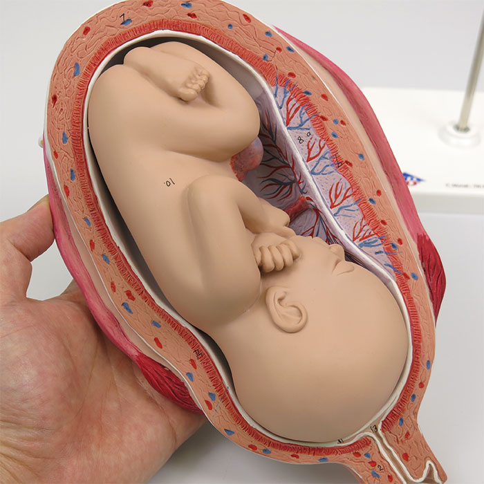 妊娠7ヶ月の子宮モデル 日本スリービー サイエンティフィック