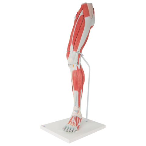 下肢の筋肉，実物大・7分解モデル