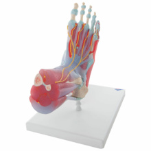 足関節，筋・靭帯付モデル，6分解モデル