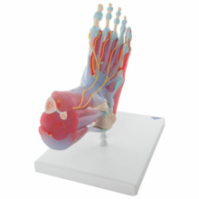 足関節，筋・靭帯付，6分解モデル