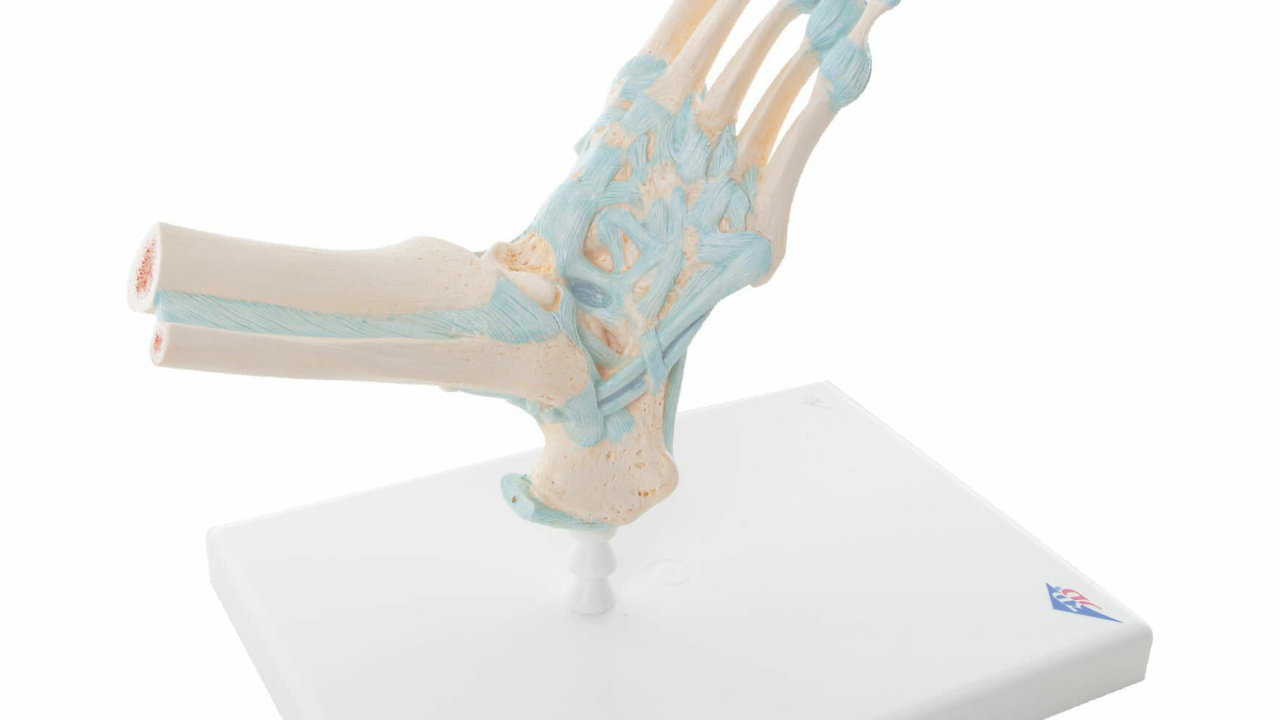 品質満点 靭帯を備えた足関節モデル 骨骨格構造モデル表示用の教育に安定した足関節モデル limoroot.com